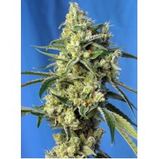  Amnesia Haze Auto - Sweet Seeds